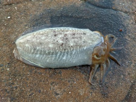 コウイカ始まった気がする