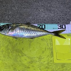 今年初の尺アジ