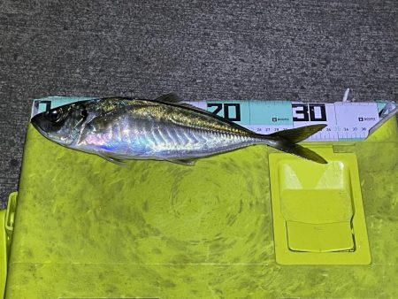 今年初の尺アジ