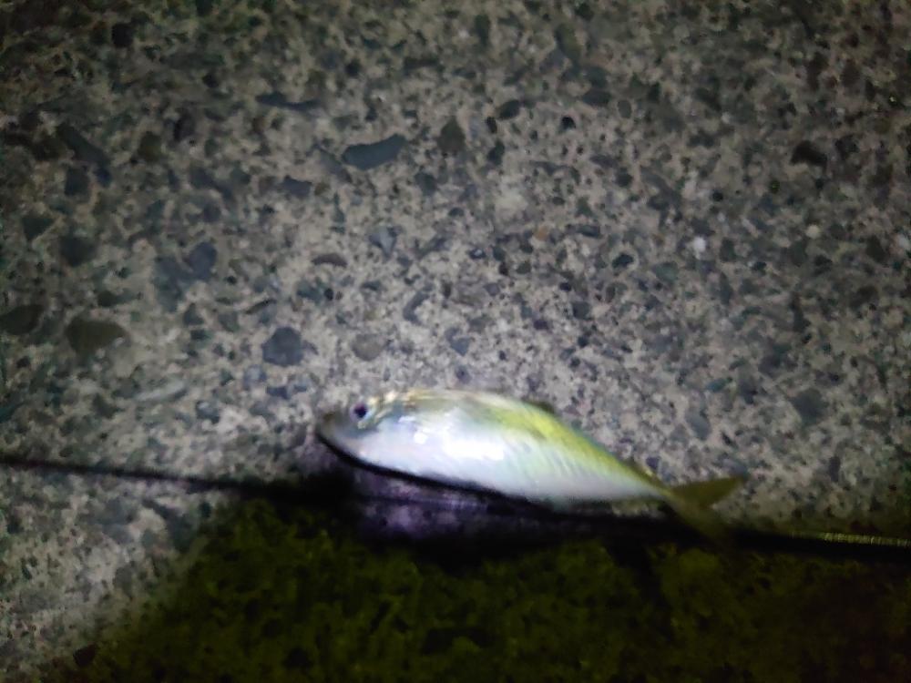 宇佐で仕事帰りにアジング