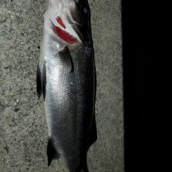 狙いどおりのシーバス