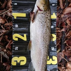 バス釣りからトラウト狙いにシフト