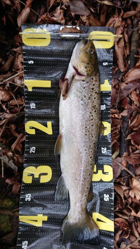 バス釣りからトラウト狙いにシフト