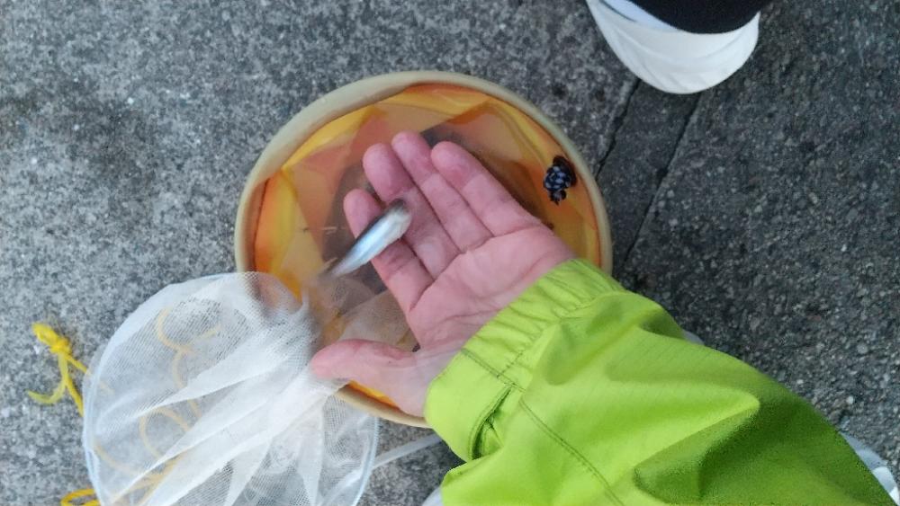 大川稚鮎