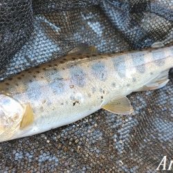 支流を攻めて28匹のアマゴをゲット!