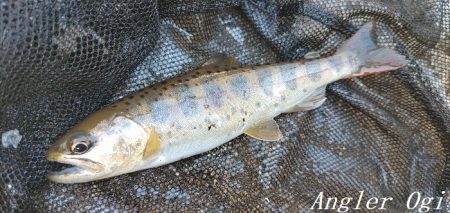 支流を攻めて28匹のアマゴをゲット！