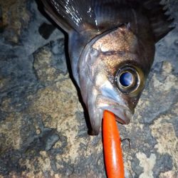 makopenでメバルプラッギング