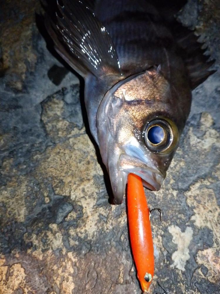 makopenでメバルプラッギング