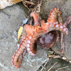 いいサイズだったが…