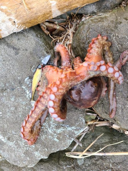 いいサイズだったが…