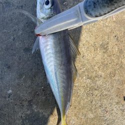アジ釣り