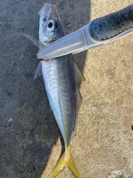 アジ釣り