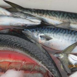 ヤリイカ、サバ　釣れたよ(^_-)-☆