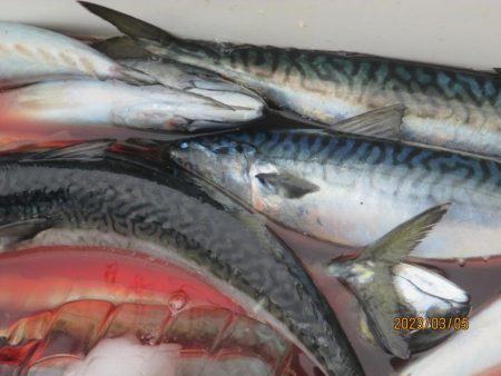 ヤリイカ、サバ　釣れたよ(^_-)-☆