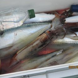 ヤリイカ、サバ　釣れたよ