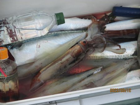 ヤリイカ、サバ　釣れたよ