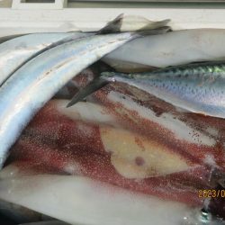 ヤリイカ　40～55杯　クーラー満タン(^_-)-☆