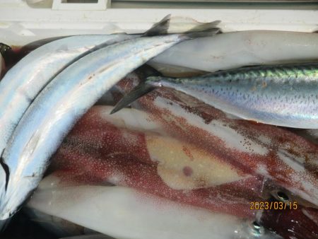 ヤリイカ　40～55杯　クーラー満タン(^…