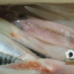 ヤリイカ、サバ　釣れたよ(^_-)-☆