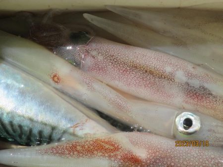ヤリイカ、サバ　釣れたよ(^_-)-☆