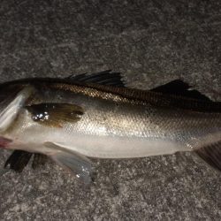 西宮周辺 シーバス