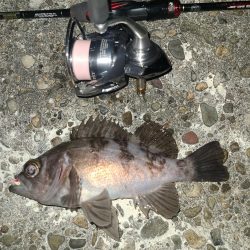 メバリングです