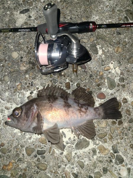 メバリングです