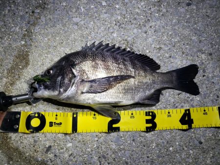 はじめてのチニング