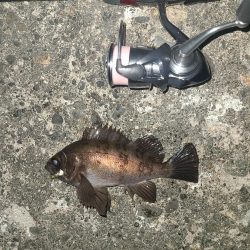 メバリング激渋の日