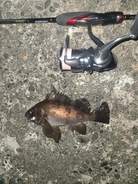 メバリング激渋の日