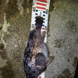 釣り人生初釣果！産卵前のクロソイ？？