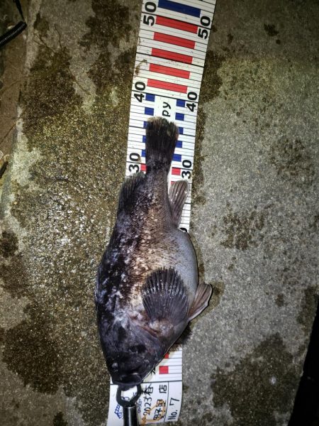 釣り人生初釣果！産卵前のクロソイ？？