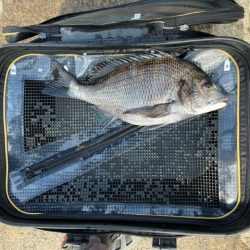 DAIWA　銀狼カップ天草大会に参加しました