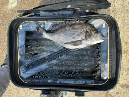 DAIWA　銀狼カップ天草大会に参加しまし…