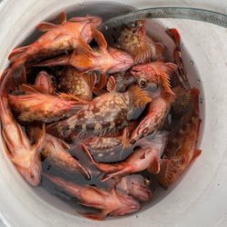 春の関門にアラカブ狙って行って来ました