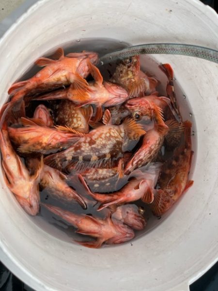 春の関門にアラカブ狙って行って来ました