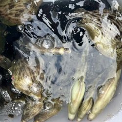 シーズン最終のカワハギ釣りでした