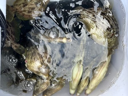 シーズン最終のカワハギ釣りでした