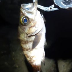 メバル狙いに。