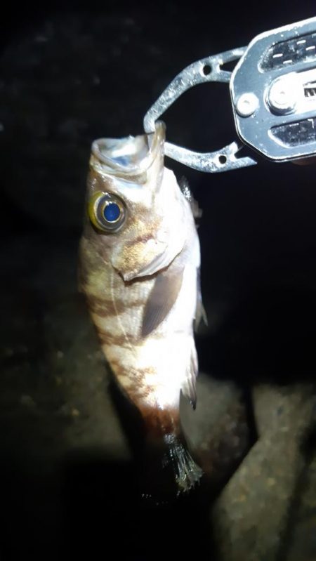 メバル狙いに。