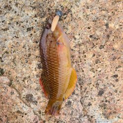 今日も五目釣り達成!