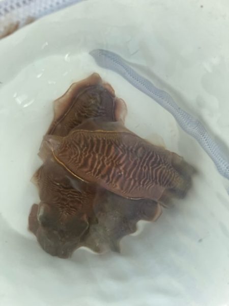 二度目の天草コウイカ釣りに行って来ました