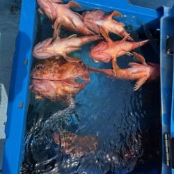 関門海峡でイカ・アラカブのリレー便に乗ってきました