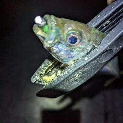 陸っぱり釣行記