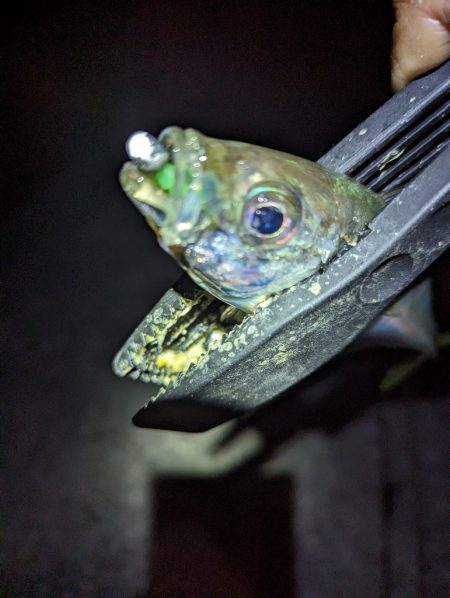 陸っぱり釣行記