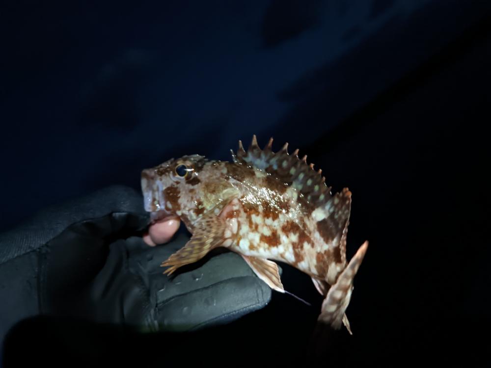 網代新港は楽しい
