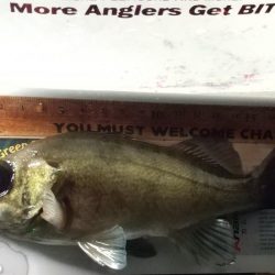 魚はいるけど。。