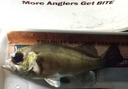 魚はいるけど。。