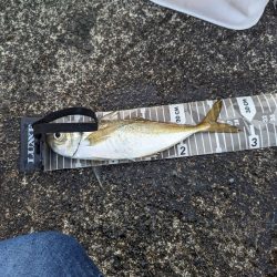 陸っぱり釣行記