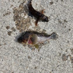 ひさしぶりの淡路島